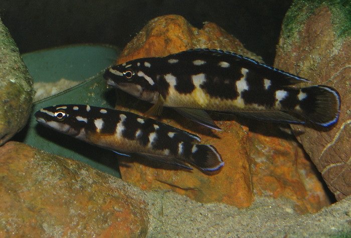 Julidochromis transcriptus 'Bemba'